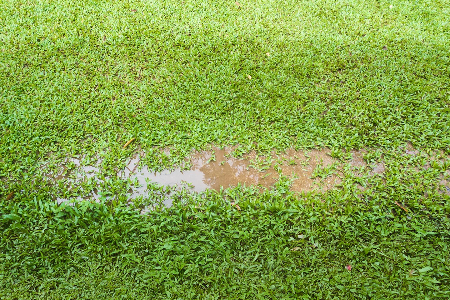 Muddy Grass